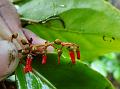 Four-Stamen Mistletoe